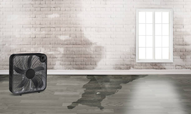 Best Water damage restoration near me  in Port Norris, NJ